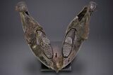 Wide Woolly Mammoth Lower Jaw With M/M Molars - Ukraine #370317-9